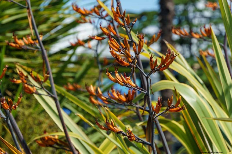 Master the Art of Growing and Caring for New Zealand Flax (Phormium)