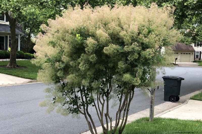 17 Small Trees That Thrive in Urban Gardens – Expert Picks for Compact, Pollinator‑Friendly Spaces