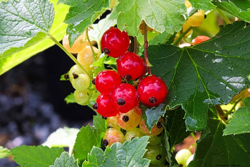 Planting and Growing Red Currants: A Comprehensive Guide