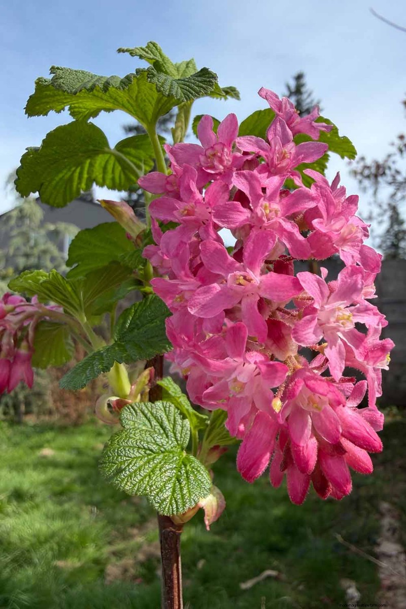 Planting and Growing Red Currants: A Comprehensive Guide
