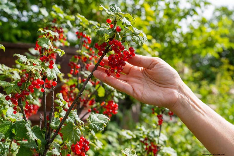 Planting and Growing Red Currants: A Comprehensive Guide