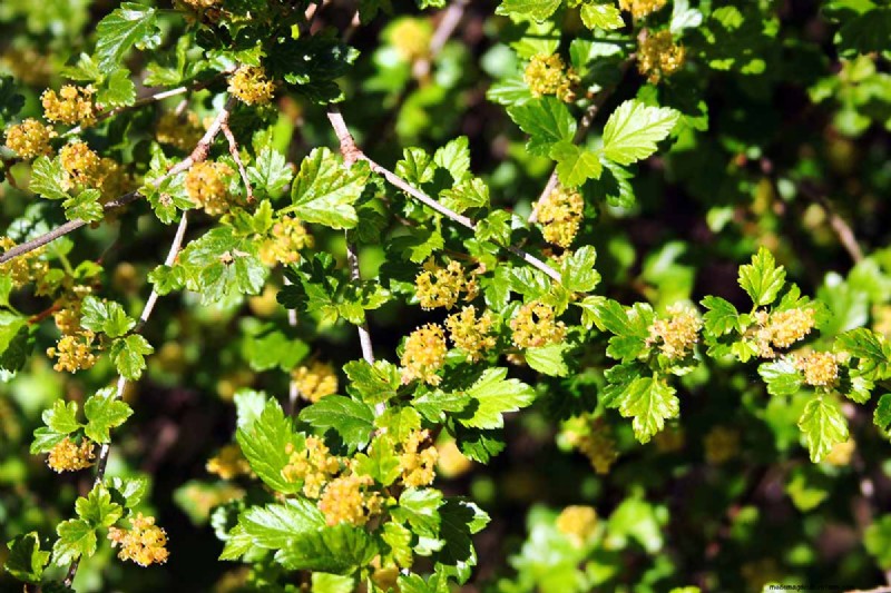 Planting and Growing Red Currants: A Comprehensive Guide