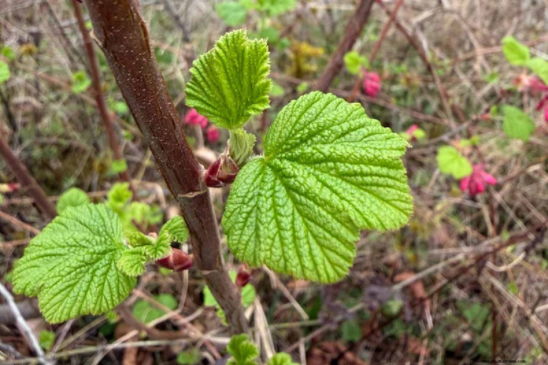 Planting and Growing Red Currants: A Comprehensive Guide