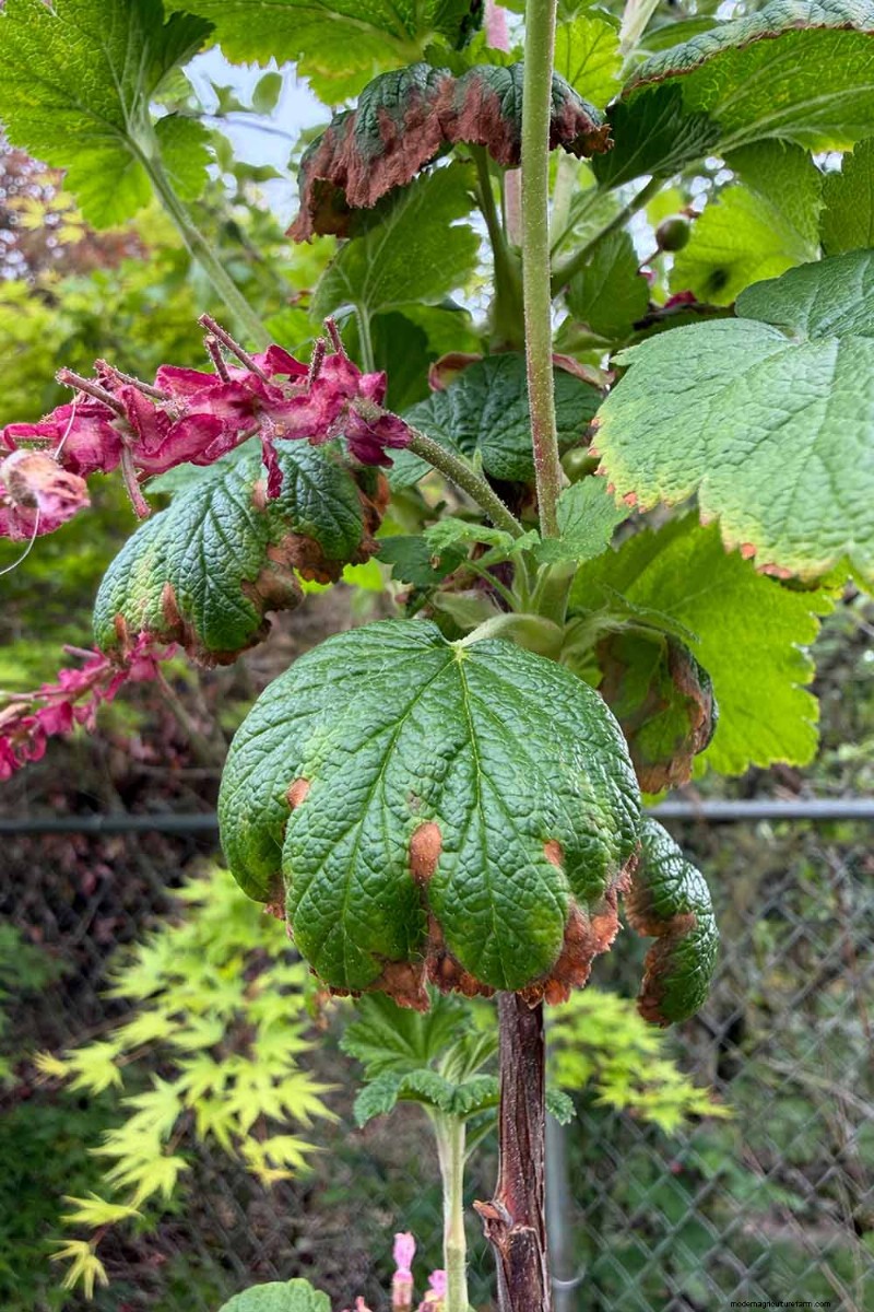 Planting and Growing Red Currants: A Comprehensive Guide