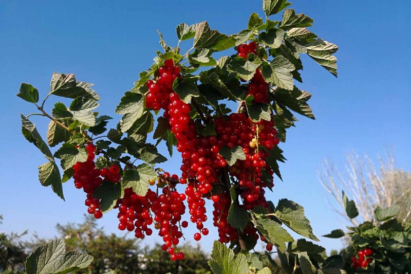 Planting and Growing Red Currants: A Comprehensive Guide