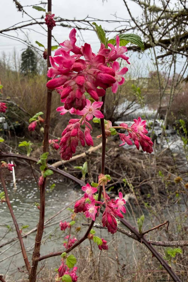 Planting and Growing Red Currants: A Comprehensive Guide