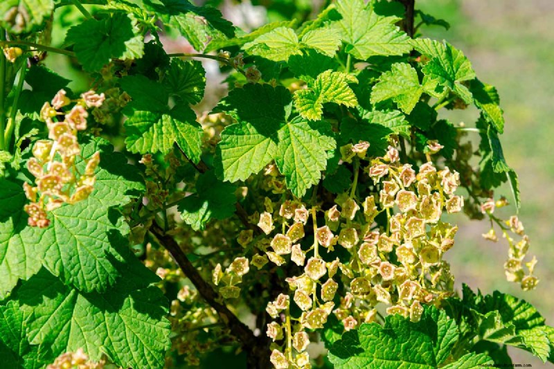 Planting and Growing Red Currants: A Comprehensive Guide