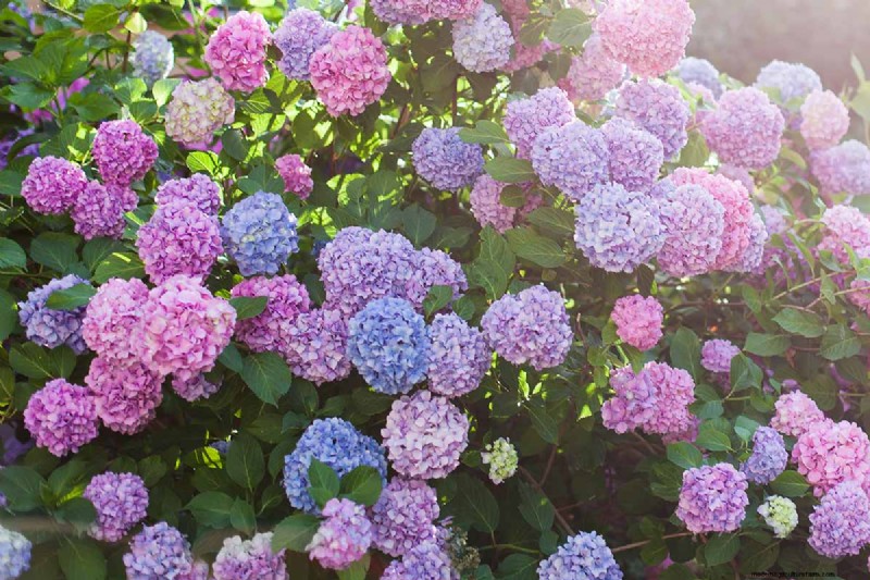 Hydrangeas: Expert Guide to Growing, Pruning, and Choosing the Best Varieties