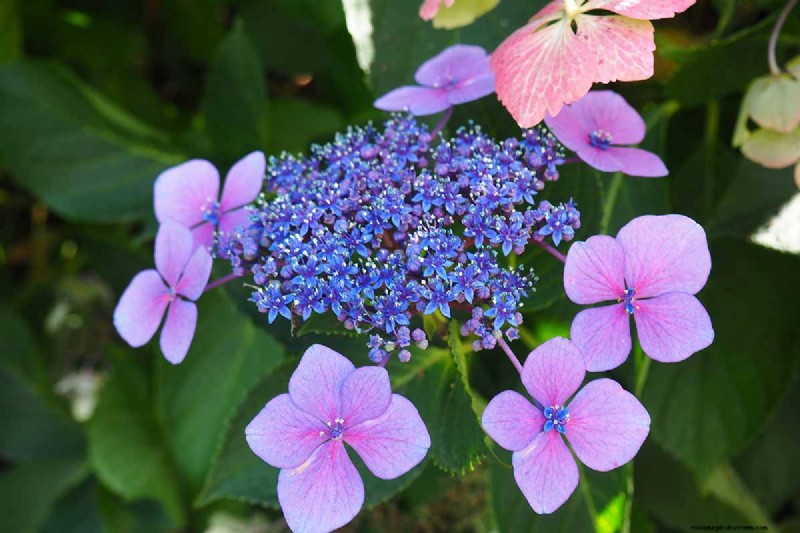 Hydrangeas: Expert Guide to Growing, Pruning, and Choosing the Best Varieties