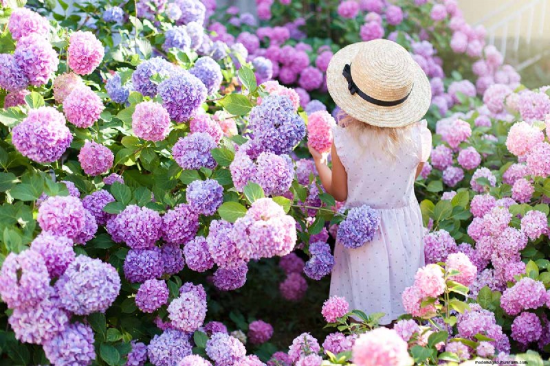 Hydrangeas: Expert Guide to Growing, Pruning, and Choosing the Best Varieties