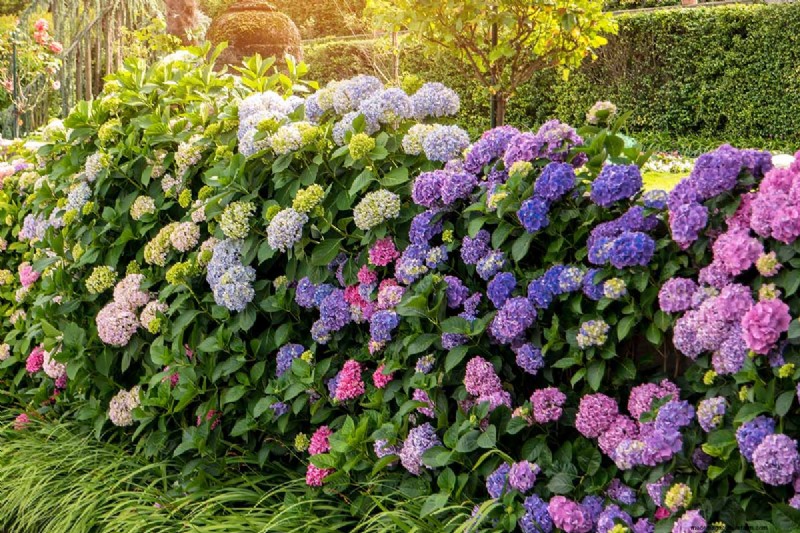 Hydrangeas: Expert Guide to Growing, Pruning, and Choosing the Best Varieties