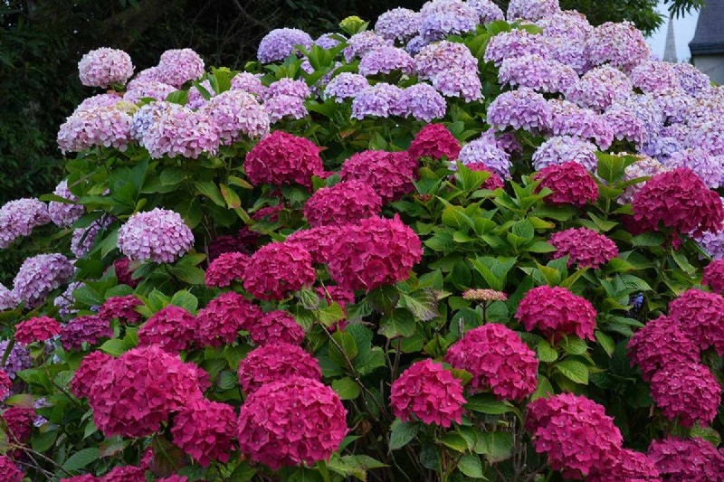 Hydrangeas: Expert Guide to Growing, Pruning, and Choosing the Best Varieties