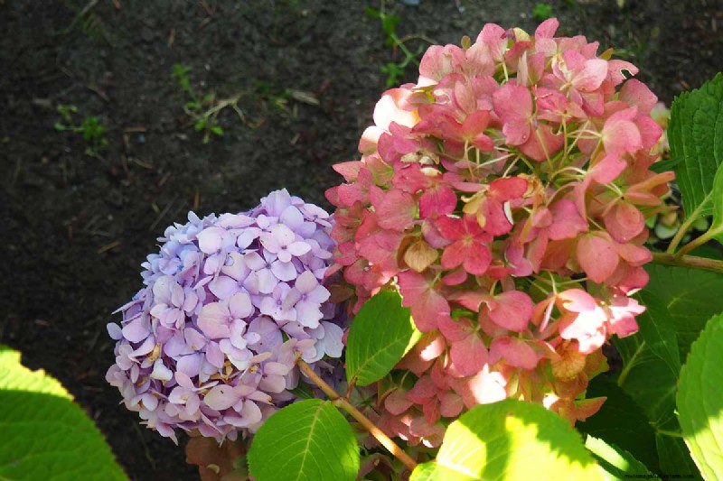Hydrangeas: Expert Guide to Growing, Pruning, and Choosing the Best Varieties