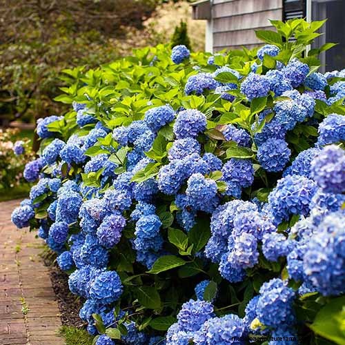 Hydrangeas: Expert Guide to Growing, Pruning, and Choosing the Best Varieties
