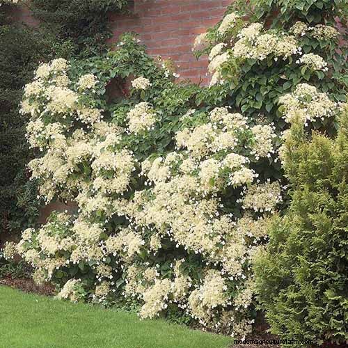 Hydrangeas: Expert Guide to Growing, Pruning, and Choosing the Best Varieties