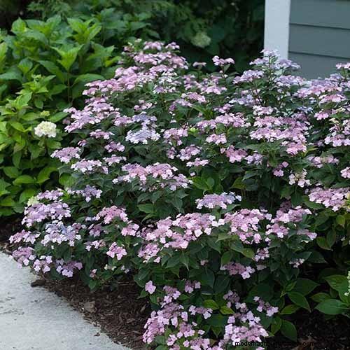 Hydrangeas: Expert Guide to Growing, Pruning, and Choosing the Best Varieties