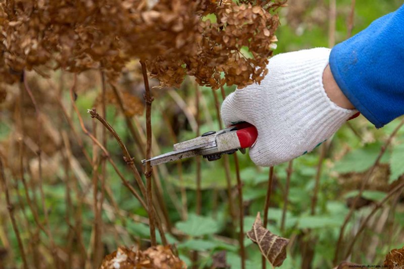 Hydrangeas: Expert Guide to Growing, Pruning, and Choosing the Best Varieties