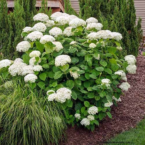 Hydrangeas: Expert Guide to Growing, Pruning, and Choosing the Best Varieties