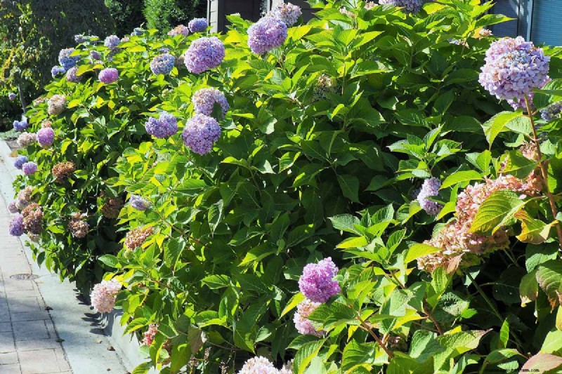 Hydrangeas: Expert Guide to Growing, Pruning, and Choosing the Best Varieties