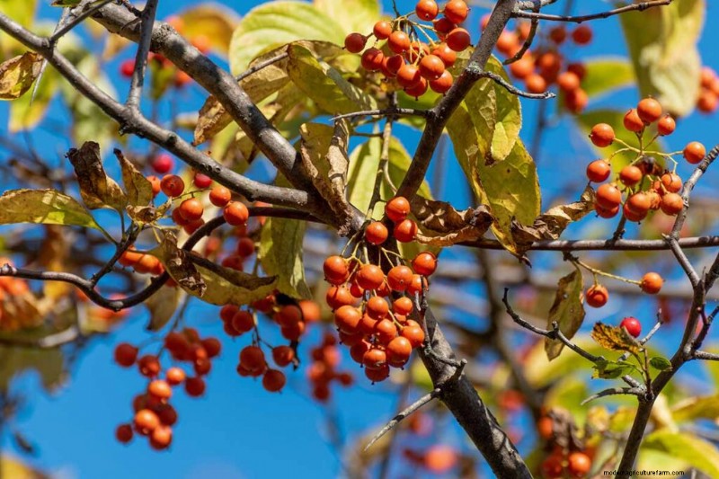 19 Vibrant Summer Vines to Transform Your Garden