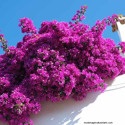 19 Vibrant Summer Vines to Transform Your Garden