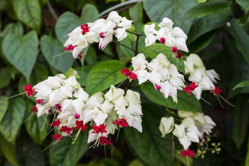 19 Vibrant Summer Vines to Transform Your Garden