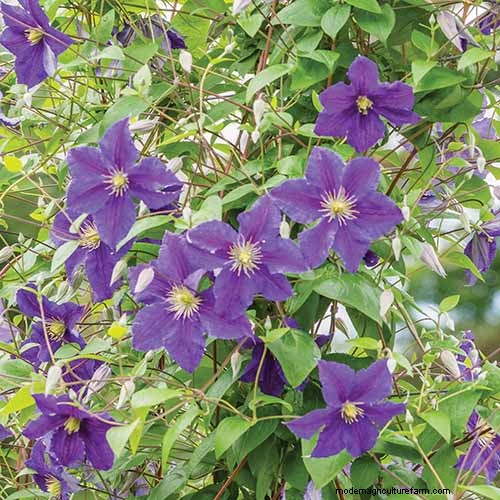 19 Vibrant Summer Vines to Transform Your Garden