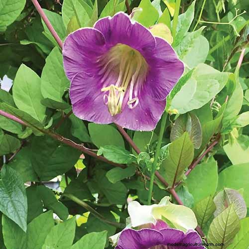 19 Vibrant Summer Vines to Transform Your Garden
