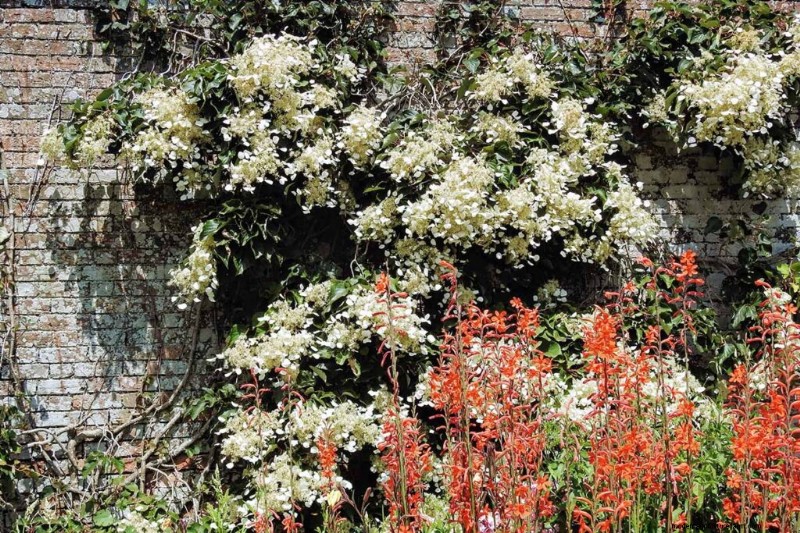 19 Vibrant Summer Vines to Transform Your Garden