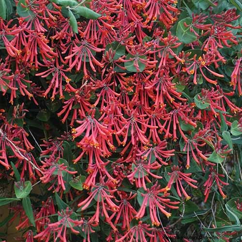 19 Vibrant Summer Vines to Transform Your Garden