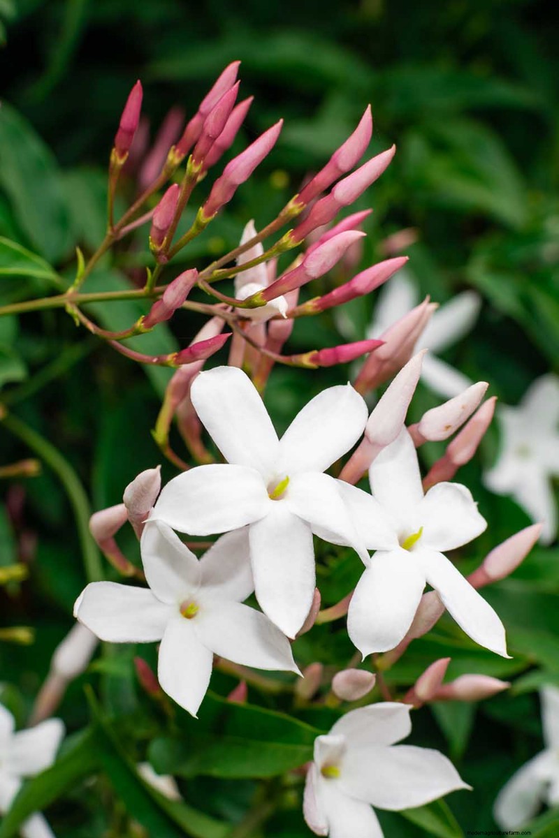 19 Vibrant Summer Vines to Transform Your Garden