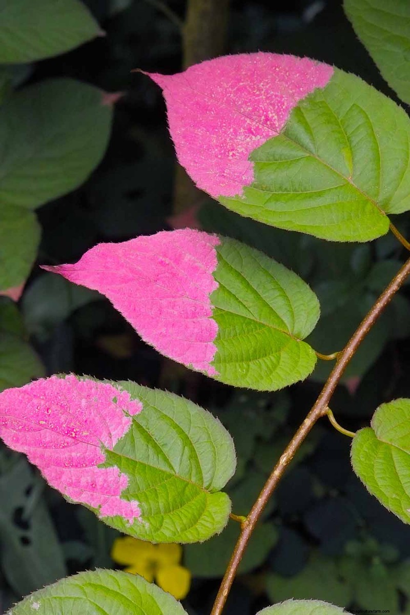 19 Vibrant Summer Vines to Transform Your Garden