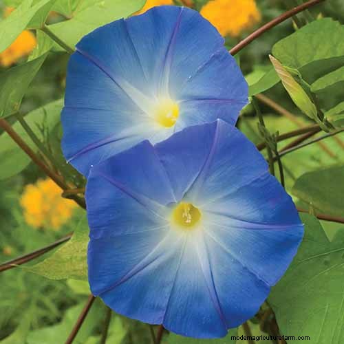 19 Vibrant Summer Vines to Transform Your Garden