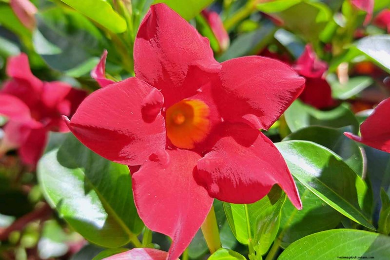 19 Vibrant Summer Vines to Transform Your Garden