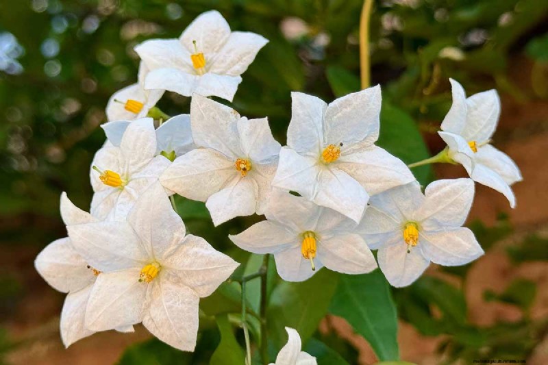 19 Vibrant Summer Vines to Transform Your Garden
