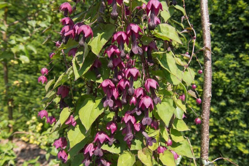 19 Vibrant Summer Vines to Transform Your Garden