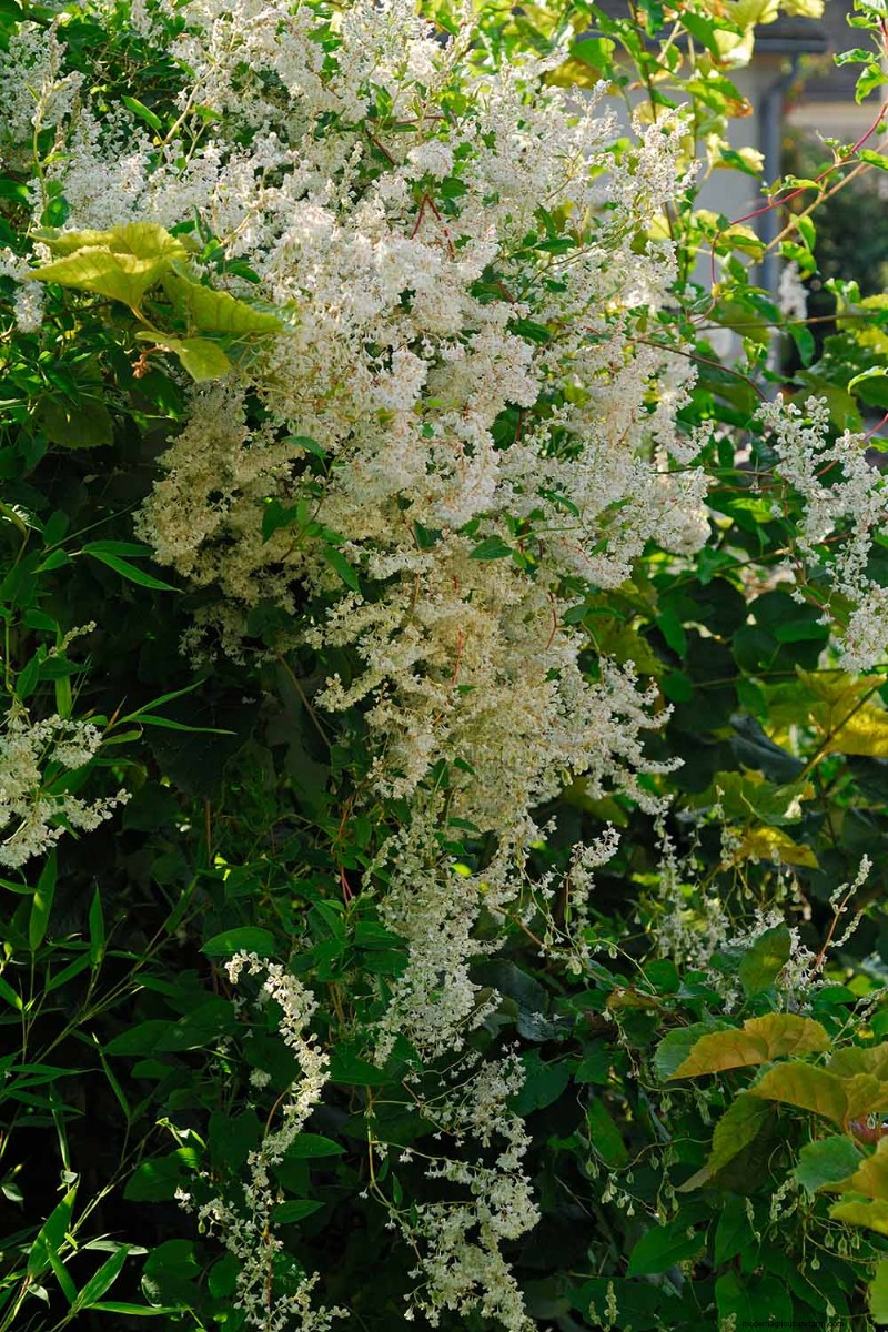 19 Vibrant Summer Vines to Transform Your Garden