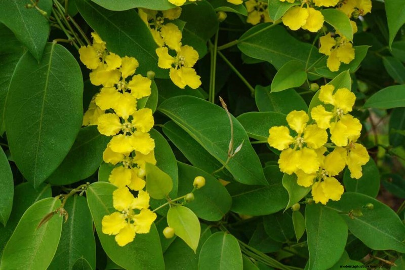 19 Vibrant Summer Vines to Transform Your Garden