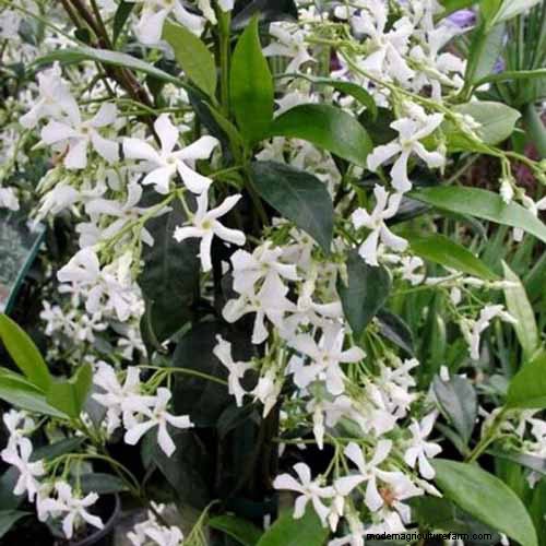 19 Vibrant Summer Vines to Transform Your Garden