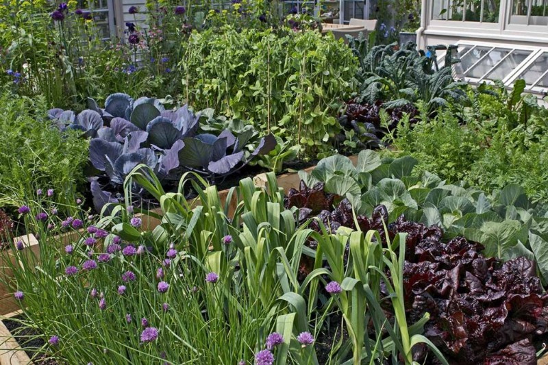 Top 11 Fertilizers for a Thriving Vegetable Garden