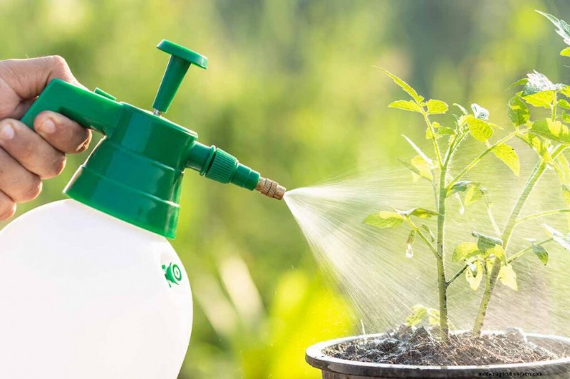Top 11 Fertilizers for a Thriving Vegetable Garden