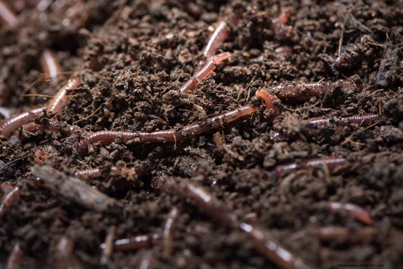Top 11 Fertilizers for a Thriving Vegetable Garden