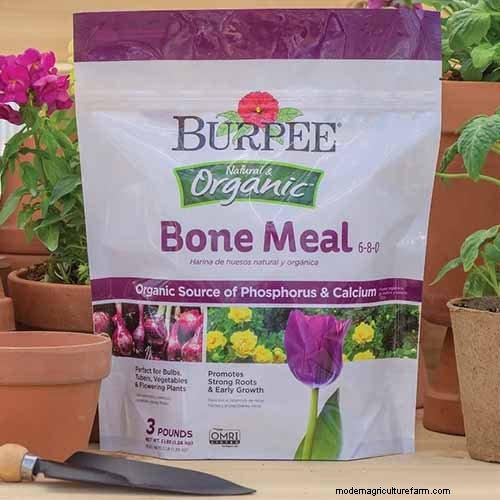 Top 11 Fertilizers for a Thriving Vegetable Garden