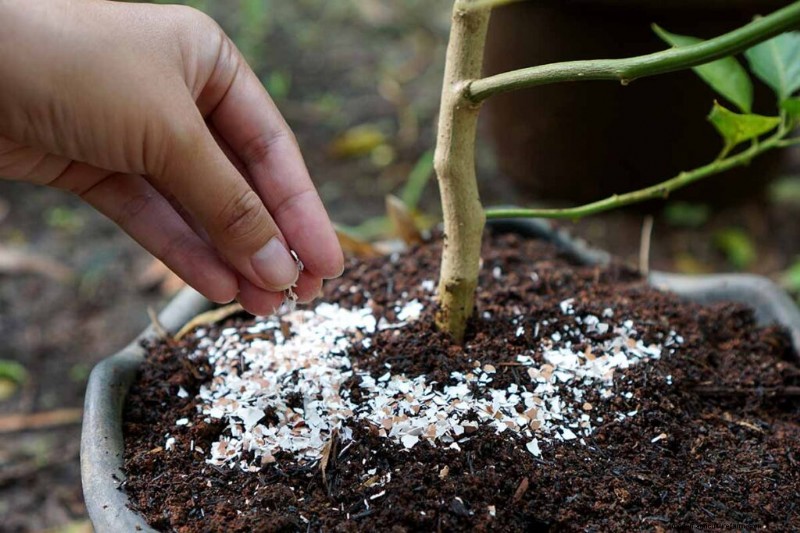 Top 11 Fertilizers for a Thriving Vegetable Garden