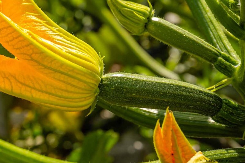Top 11 Fertilizers for a Thriving Vegetable Garden