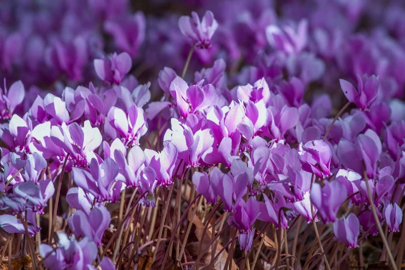 Grow Hardy Cyclamen: A Practical Guide to Winter Color and Shade Garden Success