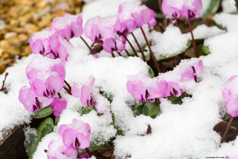Grow Hardy Cyclamen: A Practical Guide to Winter Color and Shade Garden Success