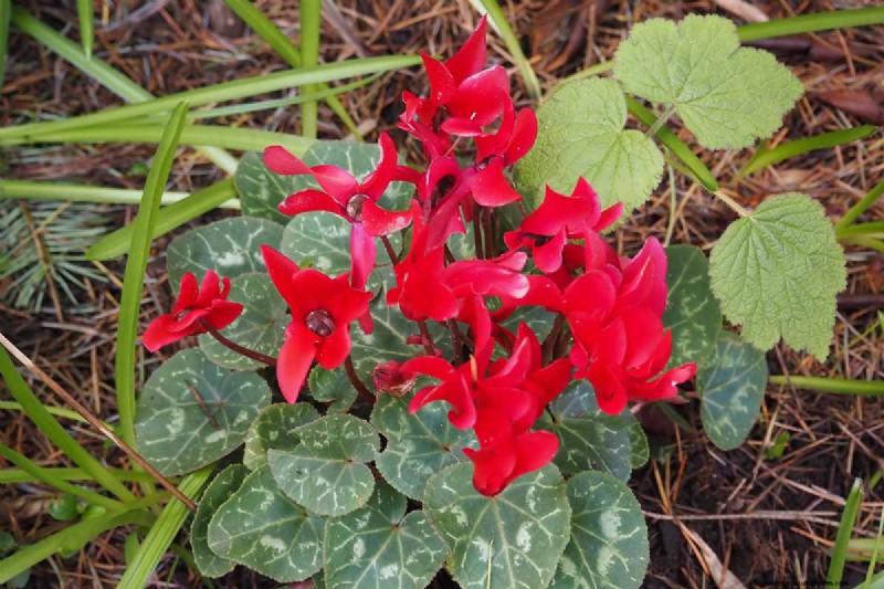 Grow Hardy Cyclamen: A Practical Guide to Winter Color and Shade Garden Success