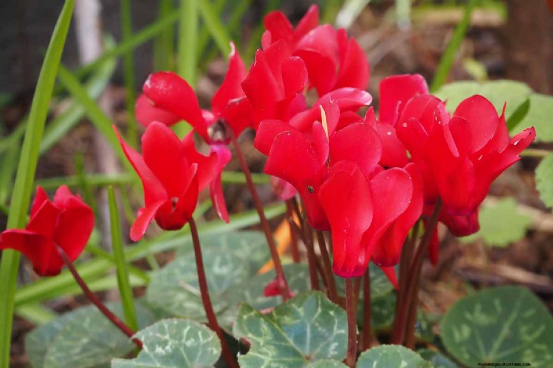 Grow Hardy Cyclamen: A Practical Guide to Winter Color and Shade Garden Success