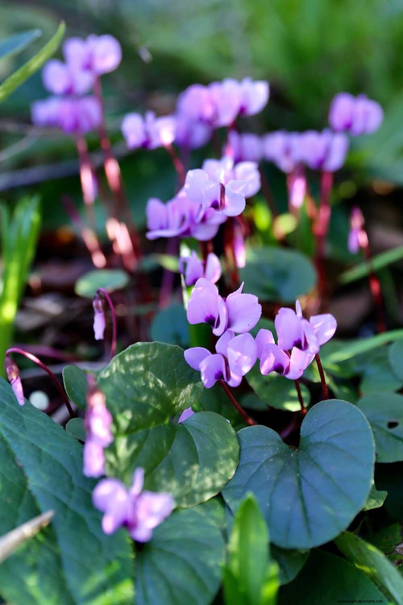 Grow Hardy Cyclamen: A Practical Guide to Winter Color and Shade Garden Success